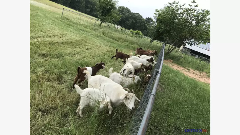 Dairy & beef goats for sale whatsapp +27734531381