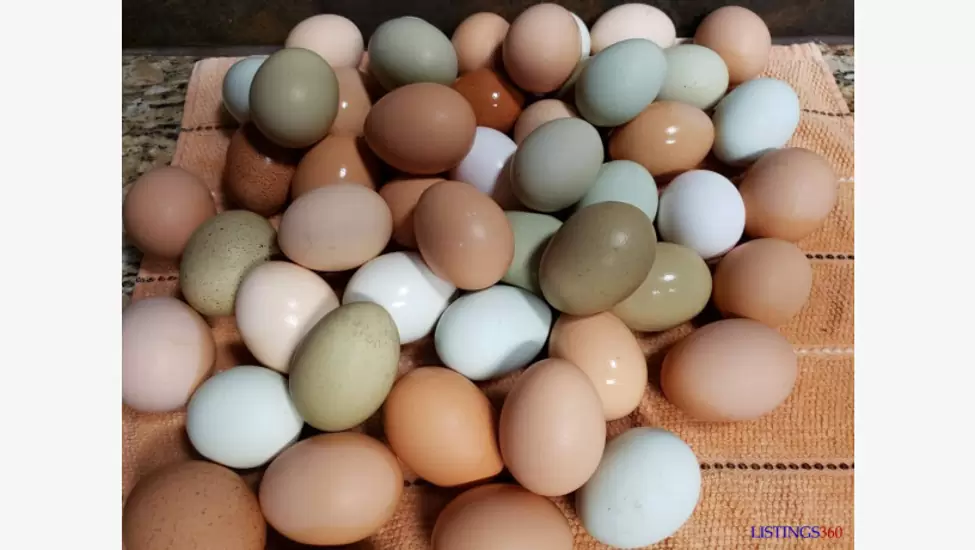 Chicken table eggs & fertile eggs for sale whatsapp +27734531381
