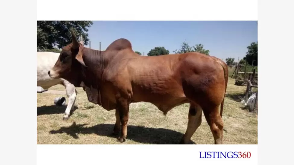 We Offer a good Variety of Livestock, ranging from cattles, goats, sheep, ostrich