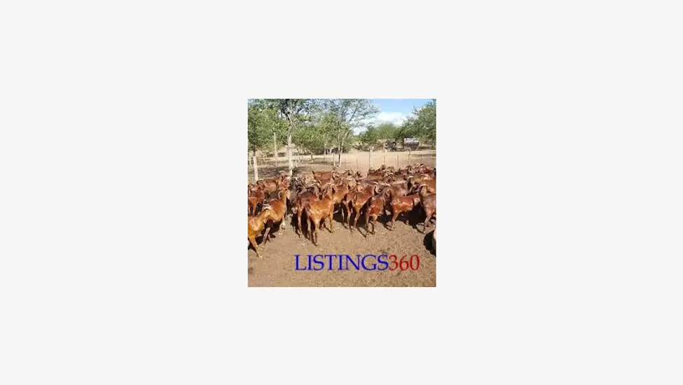 P012 For Selling Kalahari red goats