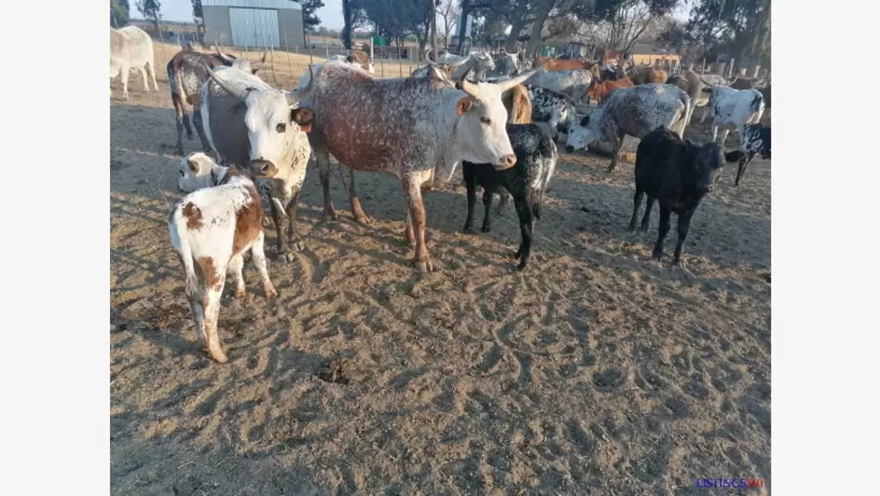 P065 For Selling Nguni cattle & bulls