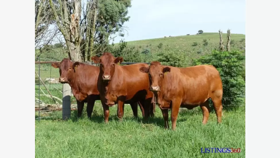 P065 For Selling Brahma cattle & bulls